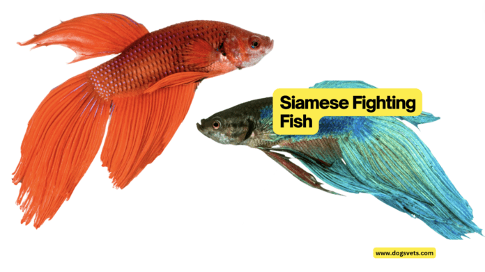 Meet The Betta: Your Guide To The Magnificent Siamese Fighting Fish